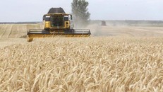 Nguồn cung lương thực của Australia có nguy cơ bị ảnh hưởng do biến đổi khí hậu