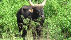 WWF kêu gọi khẩn trương nhất trí cơ chế mới giúp chặn đứng tình trạng mất đa dạng sinh học