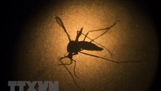 Costa Rica phát hiện trường hợp mắc bệnh sốt xuất huyết chủng 4 sau 22 năm