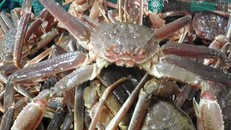 Biến đổi khí hậu - 'thủ phạm' khiến cua tuyết Alaska chết hàng loạt