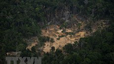 Thế giới có thể bỏ lỡ mục tiêu khí hậu về rừng trong tương lai