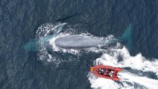 Báo động về lượng vi nhựa cá voi nuốt phải mỗi ngày