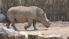 Công viên động vật hoang dã Pairi Daiza bảo vệ đa dạng sinh học