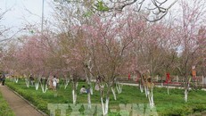 Mai anh đào Măng Đen khoe sắc dịp Tết Nguyên đán 2023