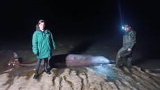 Nhiều xác cá voi dạt vào bờ biển CH Cyrus, nghi ảnh hưởng của động đất ở Thổ Nhĩ Kỳ