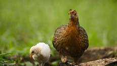 Các nhà khoa học hoàn tất giải trình tự bộ gene gà