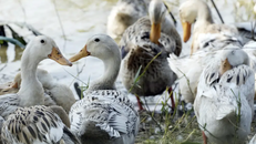 Campuchia xác nhận nhận thêm 1 trường hợp nhiễm virus cúm gia cầm H5N1 ở người