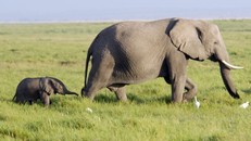 UNDP khởi động chiến dịch nâng cao nhận thức về bảo tồn động vật hoang dã ở Bangladesh