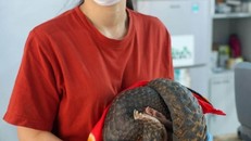 Cứu hộ thành công cá thể tê tê vàng quý hiếm