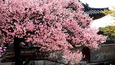 Hoa anh đào ở Hàn Quốc nở rộ sớm do nhiệt độ cao bất thường