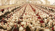 Brazil đẩy mạnh các biện pháp bảo vệ đàn gia cầm phòng ngừa cúm H5N1
