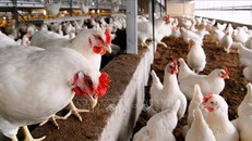 WHO cảnh báo nguy cơ virus gây cúm gia cầm tăng khả năng lây nhiễm ở người