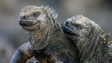 El Nino ảnh hưởng nghiêm trọng đến loài cự đà biển ở quần đảo Galapagos