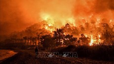 Hệ sinh thái Hy Lạp đối mặt với nguy cơ cháy rừng ngày càng tăng