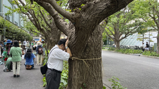 Người Tokyo phản đối chặt bỏ hàng cây bạch quả 100 tuổi 