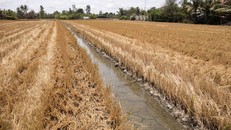 Dự báo xâm nhập mặn đến sớm ở Đồng bằng sông Cửu Long