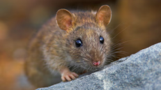 Chuột có trí tưởng tượng