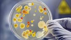 Thuốc kháng sinh levofloxacin giúp giảm nguy cơ mắc lao MDR-TB khi bị phơi nhiễm