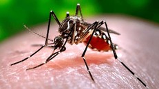 Thử nghiệm ngừa sốt xuất huyết ở khu vực Caribe bằng muỗi vằn mang vi khuẩn Wolbachia