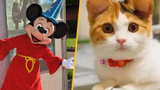 Trào lưu tạo hình tai chuột Mickey cho thú cưng Trung Quốc