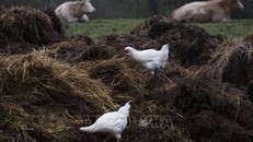 CH Séc tiêu hủy hàng trăm nghìn gia cầm để ngăn chặn dịch cúm H5N1