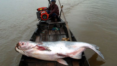 1/5 loài cá trên sông Mê Kông có nguy cơ tuyệt chủng