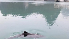 Cá heo xuất hiện ở vùng biển Quảng Ninh