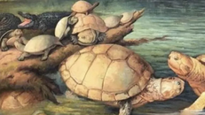 Phát hiện hóa thạch rùa khổng lồ niên đại 57 triệu năm trước đây ở Colombia