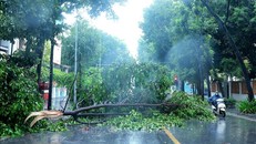 Các biện pháp phòng, tránh tai nạn cây đổ, điện giật do ảnh hưởng của mưa bão