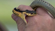 WHO cảnh báo về tình trạng thiếu hụt thuốc giải độc rắn cắn