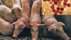 Pháp tăng cường biện pháp phòng, chống dịch tả lợn châu Phi