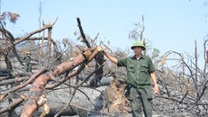 Thu dọn, vệ sinh rừng xong trước ngày 31/10 để hạn chế cháy rừng