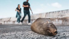 Nam Phi cảnh báo du khách nguy cơ mắc bệnh dại ở động vật hoang dã