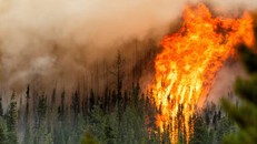 Ô nhiễm từ cháy rừng, đốt nương rẫy gây ra 1,5 triệu ca tử vong mỗi năm