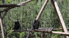 Phát hiện mới về loài tinh tinh hoang dã