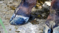 Đức ghi nhận đợt bùng phát bệnh lở mồm long móng lần đầu tiên sau 35 năm