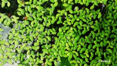 Bèo tấm - "Siêu thực phẩm" tiềm năng của tương lai