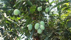 Nông dân Yên Châu tích cực chăm sóc xoài tròn