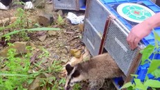 Tái thả 91 cá thể động vật hoang dã về tự nhiên tại Vườn quốc gia Tam Đảo