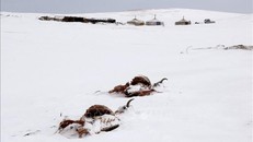 LHQ cảnh báo mùa Đông khắc nghiệt