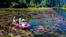 Sắc hồng Tam Cốc thu hút đông đảo du khách trong nước và quốc tế