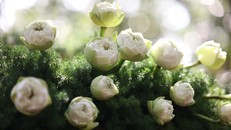 Hạt bụi trong kinh Pháp Hoa