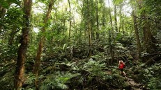 Rừng nhiệt đới không còn là "đồng minh" chống biến đổi khí hậu