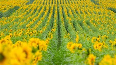 Cánh đồng hướng dương của trang trại TH mở cửa đón khách tham quan từ 16/12/2025