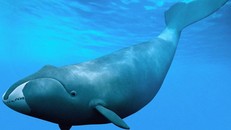 Quần thể cá voi quý hiếm ở Đại Tây Dương dần phục hồi