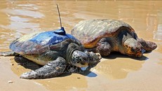 Israel thành lập Trung tâm cứu hộ rùa biển quốc gia quy mô lớn