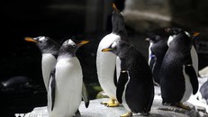 Dịch cúm gia cầm đẩy chim cánh cụt châu Phi đến bờ vực tuyệt chủng
