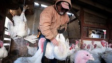 Cảnh báo nguy cơ cúm gia cầm lây lan rộng ở Nam Cực