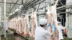 Công điện của Thủ tướng về chấn chỉnh công tác kiểm soát giết mổ gia súc