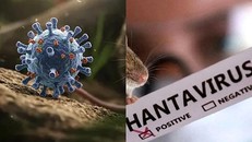 Virus Hanta: Argentina điều tra cá thể gặm nhấm phục vụ nghiên cứu dịch tễ học